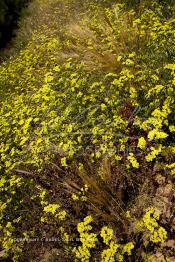 Image du Maroc Professionnelle de  Les plantes et fleurs sauvages sont visible partout durant la floraison printanière sur les terrains vagues dans la région de Boudnib, le 15 Avril 2007. (Photo / Abdeljalil Bounhar)



